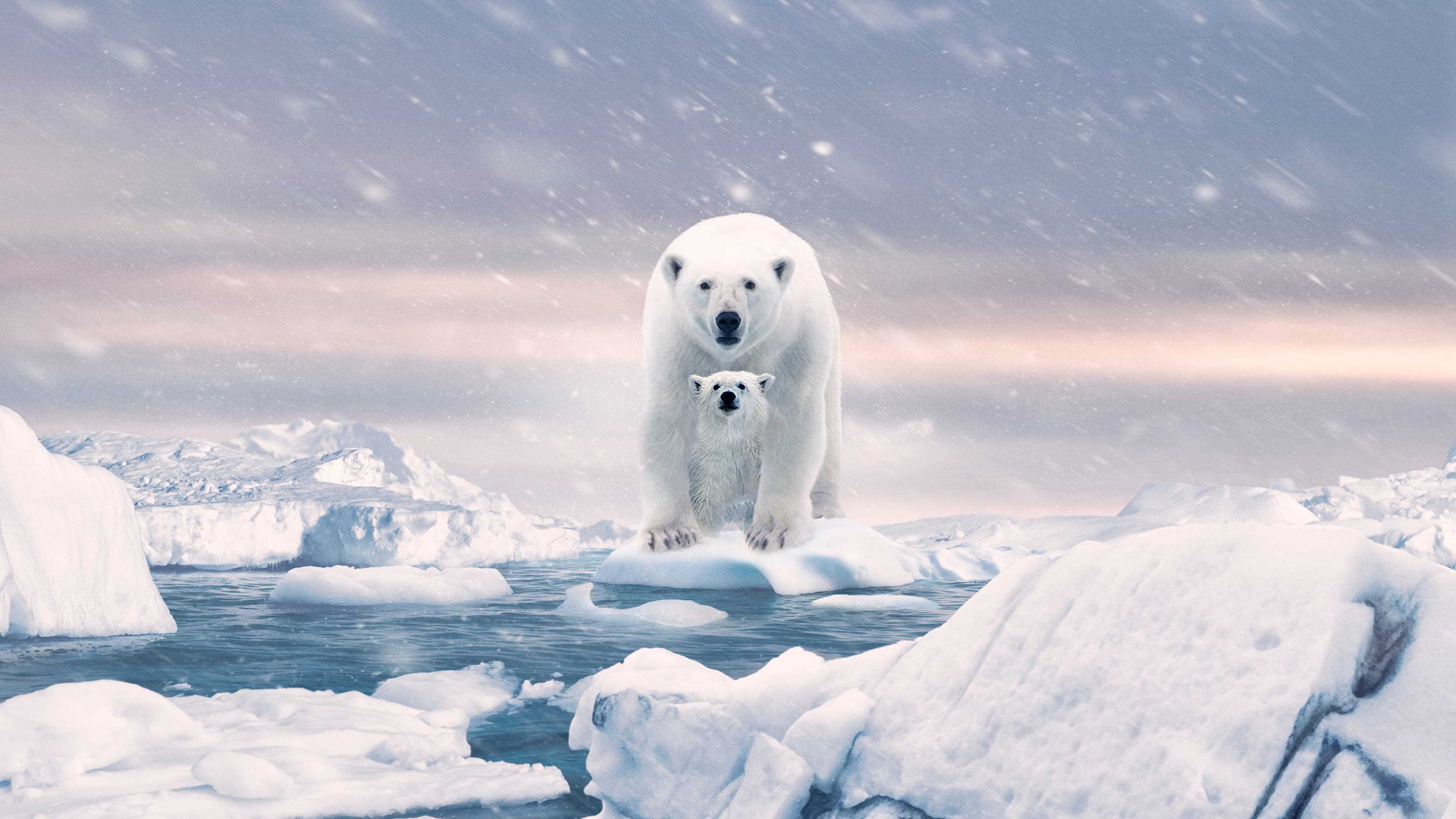 poster Gấu Bắc Cực Polar Bear