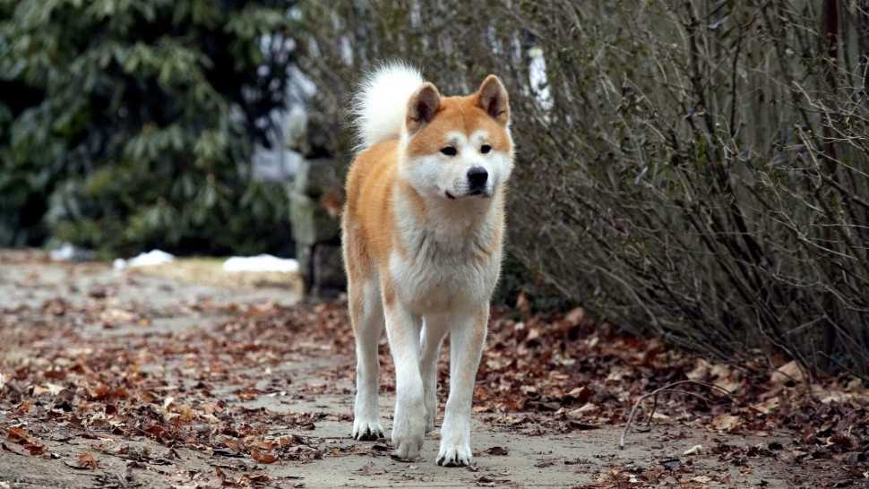 poster Hachi: A Dog's Tale Hachi: A Dog's Tale