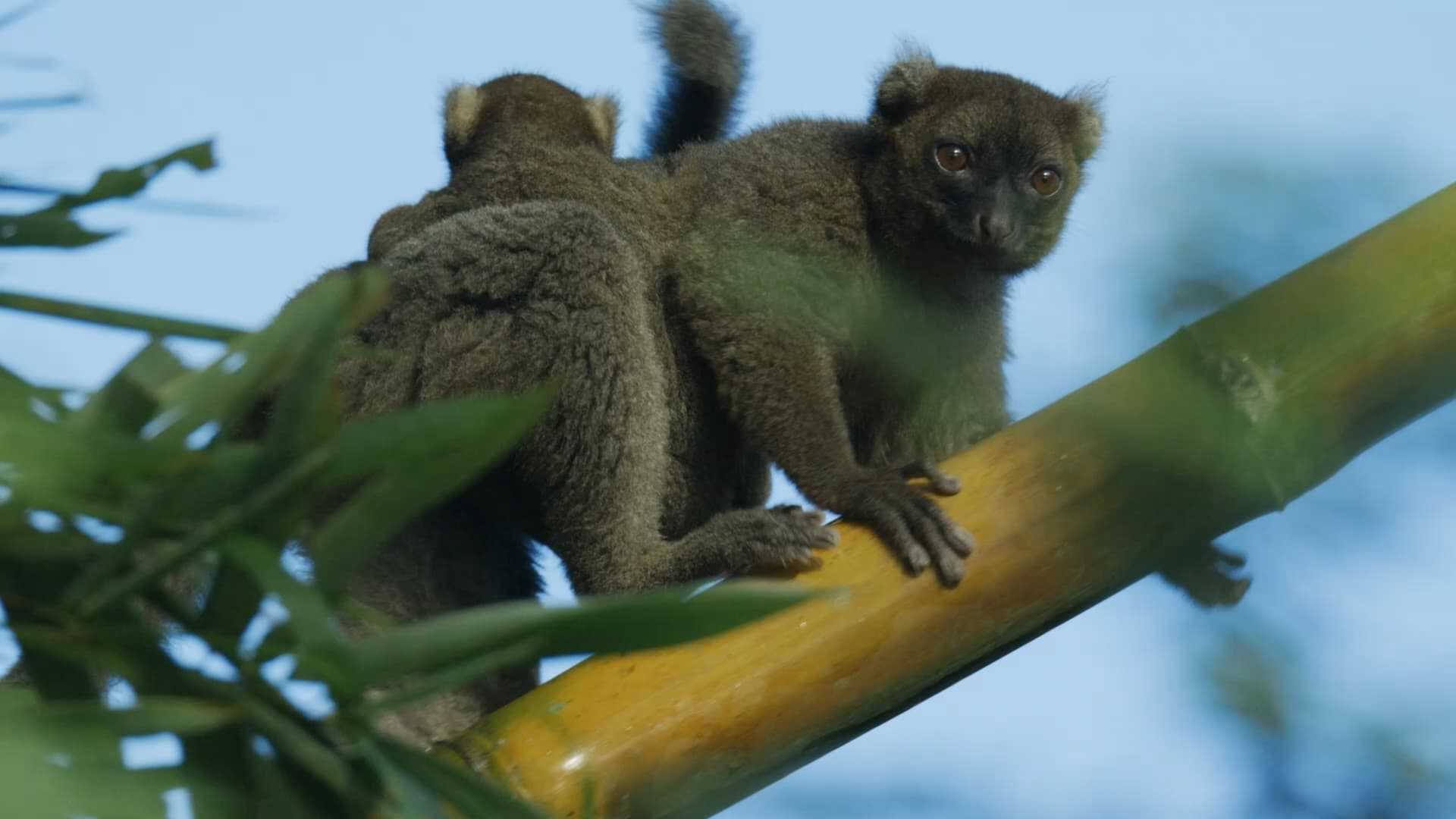 poster Madagascar: Africa's Galapagos Madagascar: Africa's Galapagos