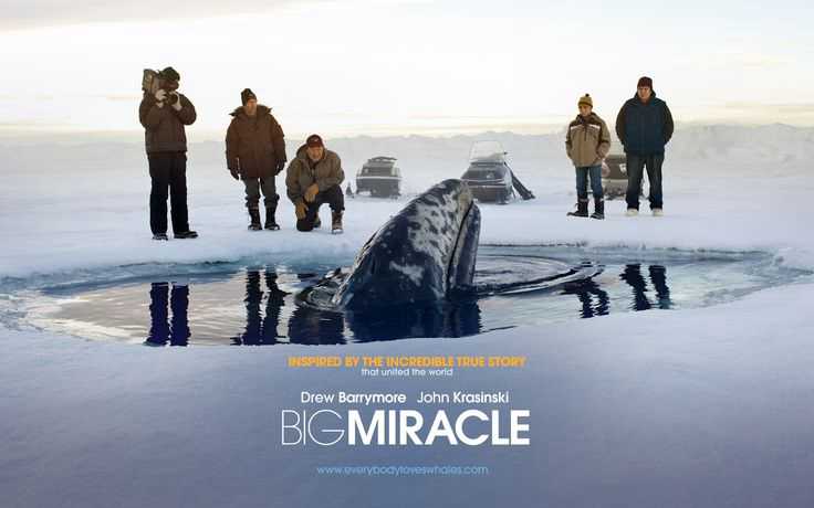 poster Phép Màu Big Miracle