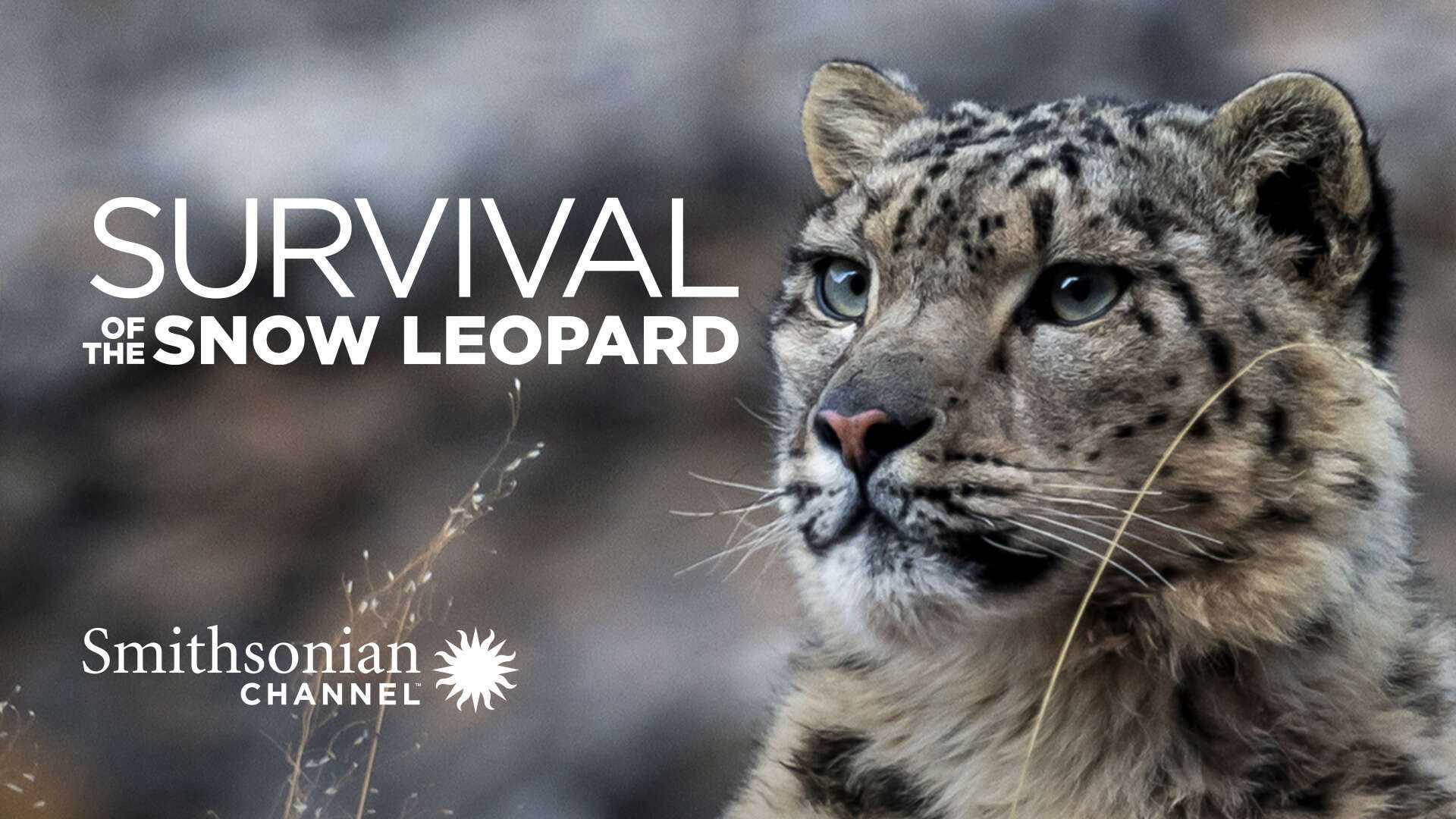 poster Survival Of The Snow Leopard Survival Of The Snow Leopard