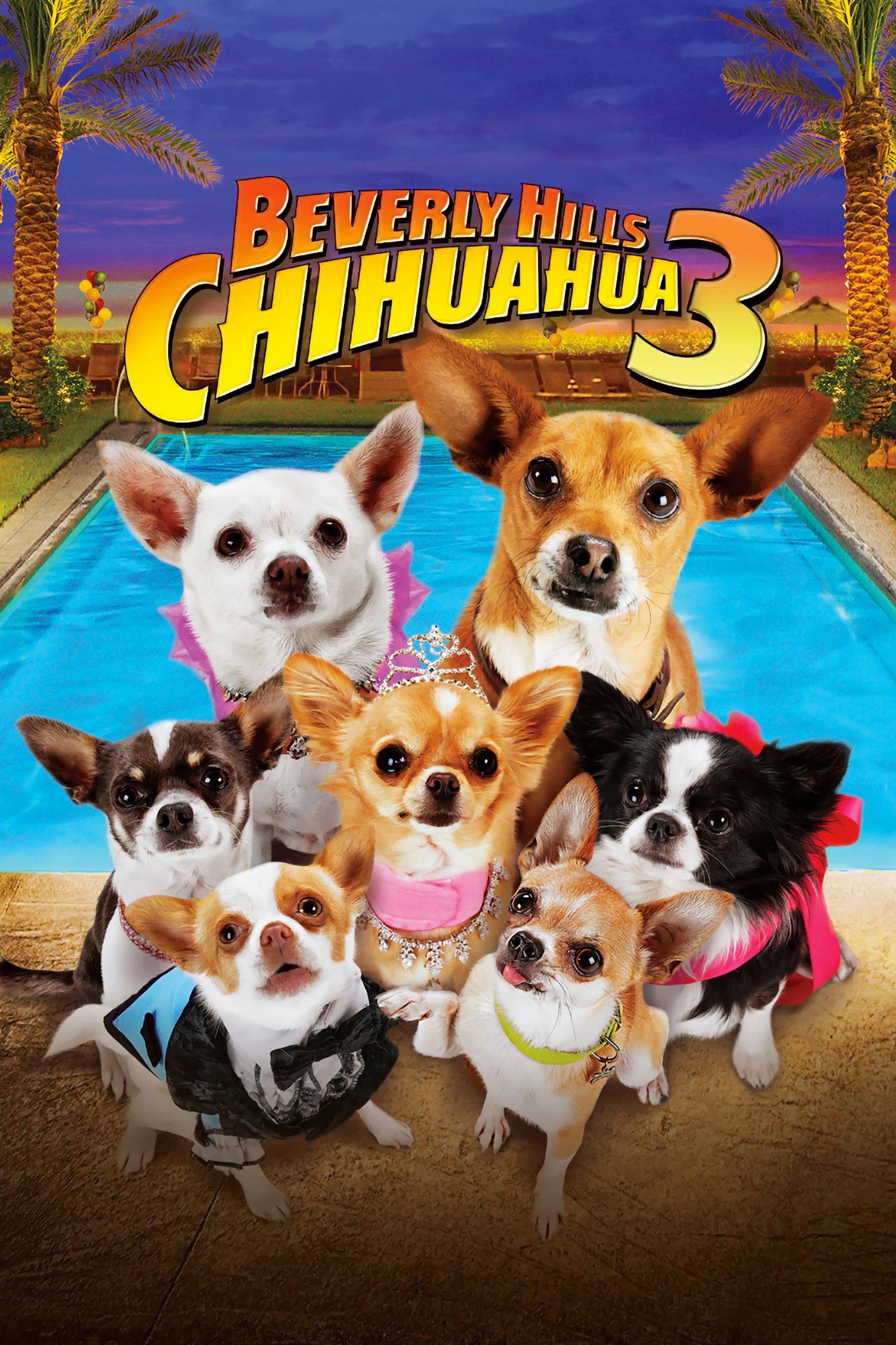 Thumber Những Chú Chó Chihuahua 3