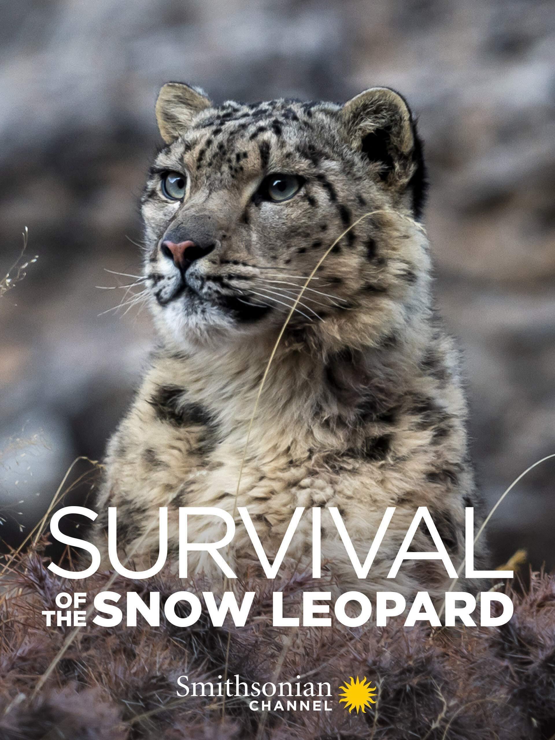 Thumber Survival Of The Snow Leopard